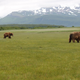 Illustration for article titled Please Enjoy This Gallery Of Amazing Bear Photos
